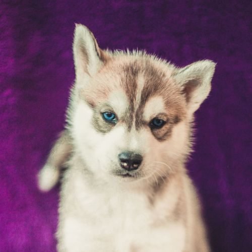 siberian-husky-beautiful-siberian-husky-dog-2023-05-18-01-04-50-utc-min.jpg